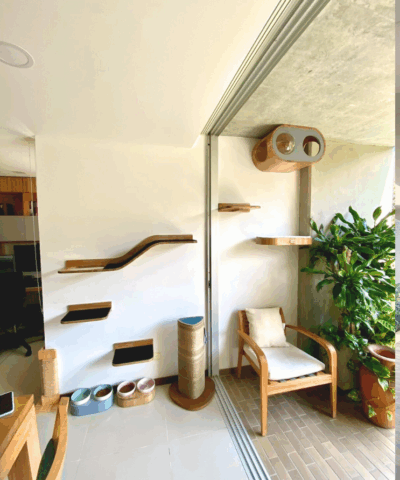 Catification Zaragoza